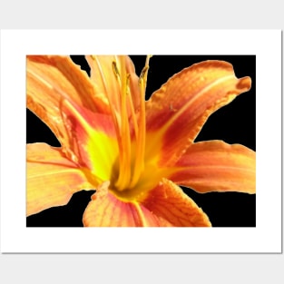 Beautiful photograph of an orange lily flower Posters and Art